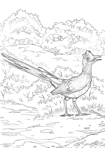 Lesser Roadrunner Coloring Page